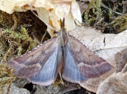 Synaphe punctalis